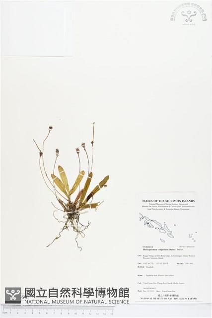 登錄號:BS04160藏品圖，第1張