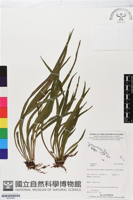 登錄號:BP02460藏品圖，第1張