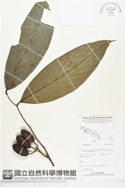 登錄號:BS03460藏品圖，第1張