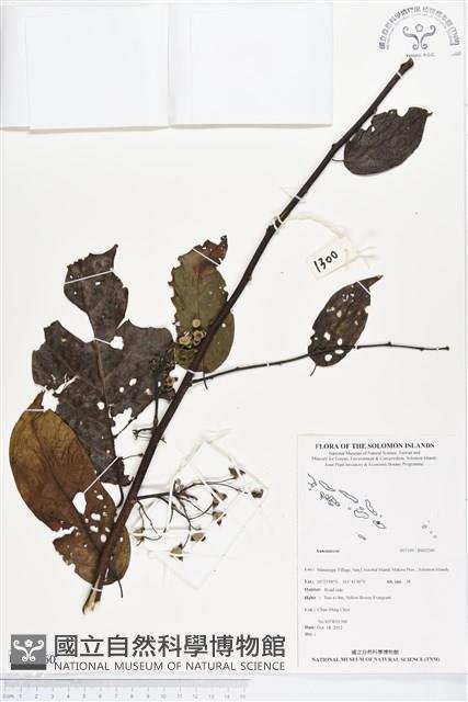 登錄號:BS02260藏品圖，第1張