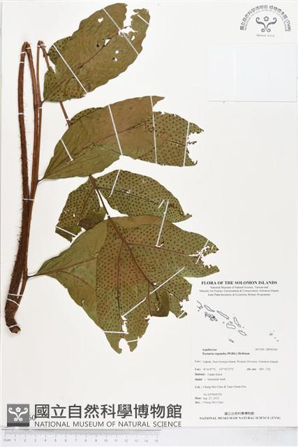 登錄號:BP00260藏品圖，第1張