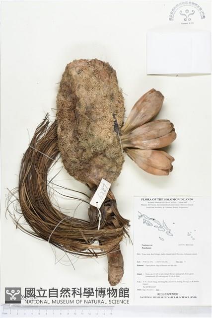 登錄號:BS05260藏品圖，第1張