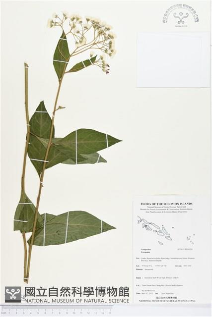 登錄號:BS04260藏品圖，第1張