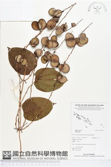 登錄號:BS03260藏品圖，第1張