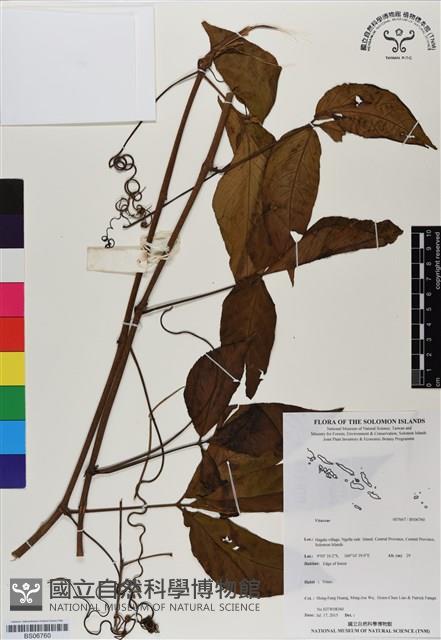 登錄號:BS06760藏品圖，第1張