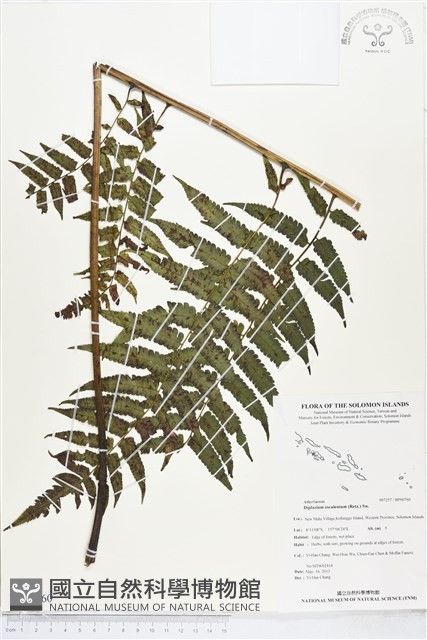 過溝菜蕨藏品圖，第1張