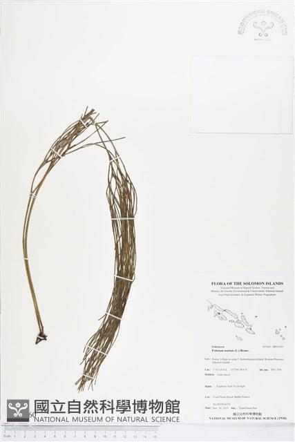 松葉蕨藏品圖，第1張