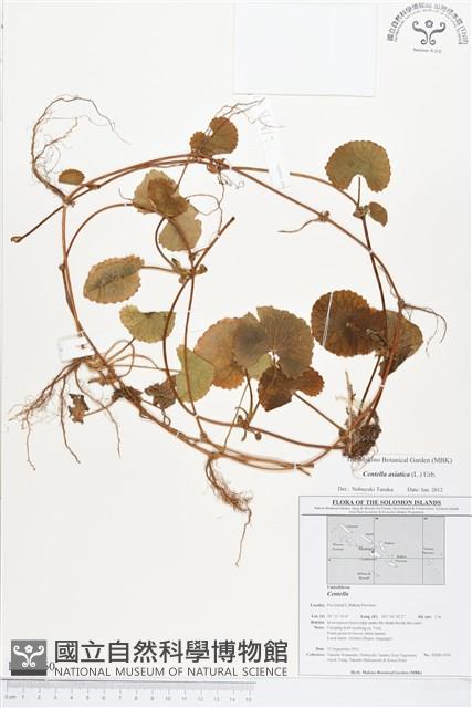 雷公根藏品圖，第1張