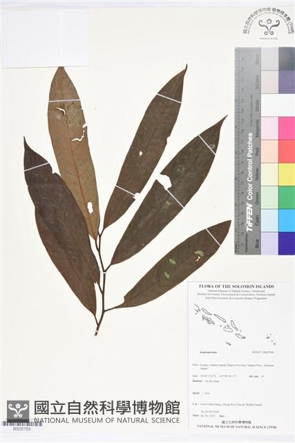 登錄號:BS05760藏品圖，第1張
