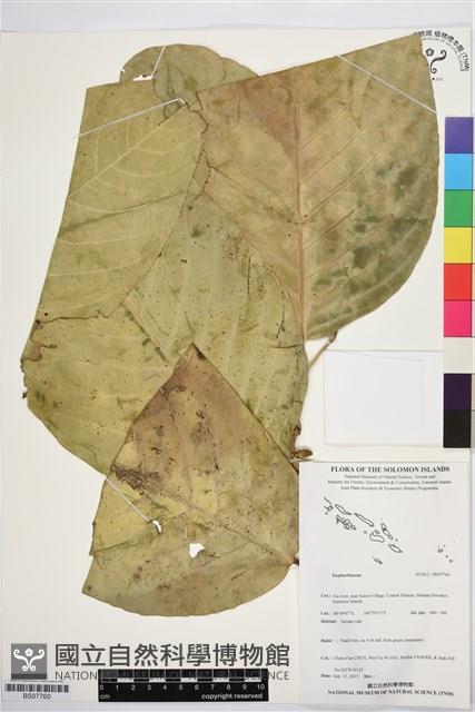 登錄號:BS07760藏品圖，第1張