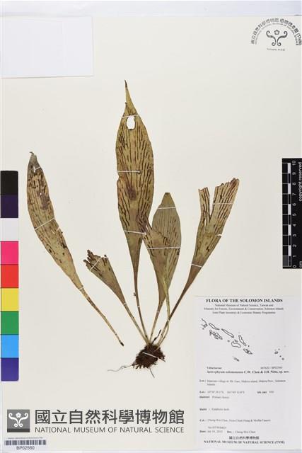 登錄號:BP02560藏品圖，第1張