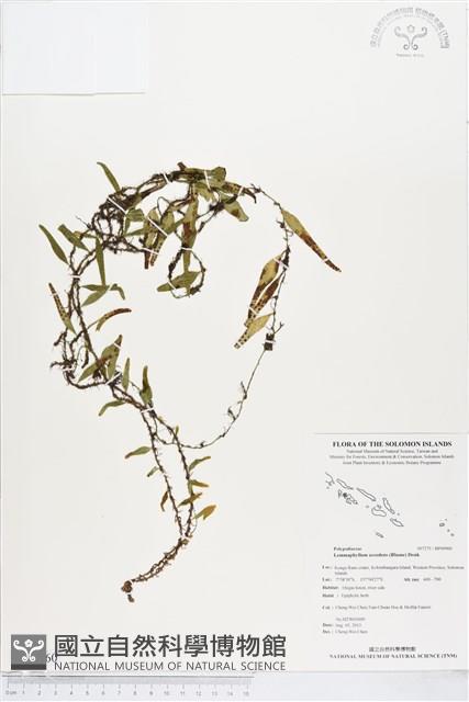 登錄號:BP00960藏品圖，第1張