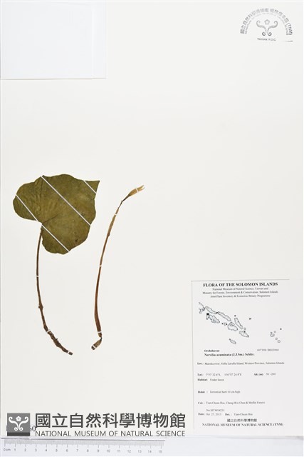 登錄號:BS03960藏品圖，第1張