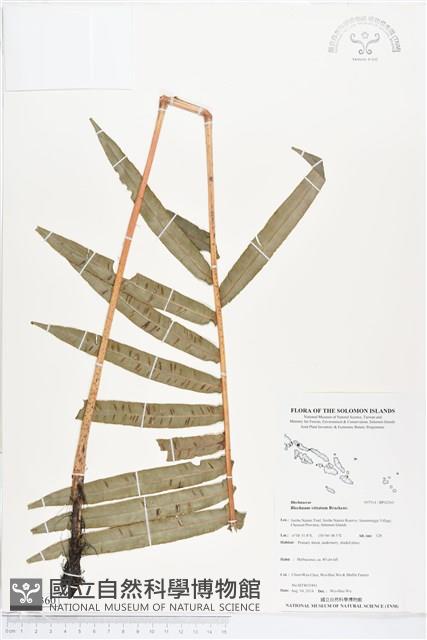 登錄號:BP02360藏品圖，第1張