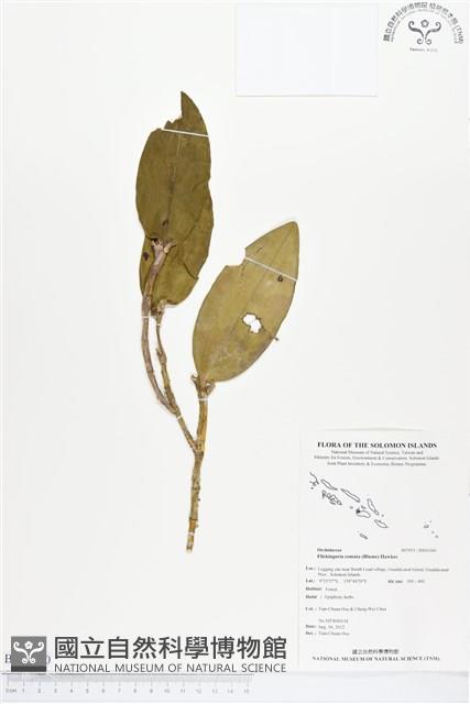 木斛、鬚唇暫花蘭藏品圖，第1張