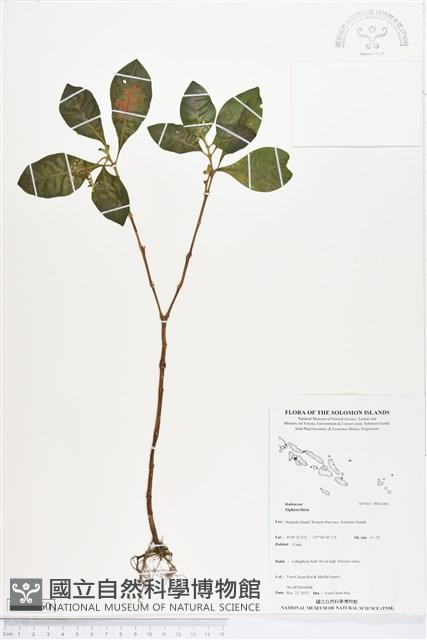 登錄號:BS04360藏品圖，第1張