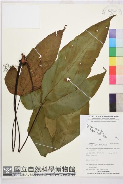 登錄號:BP03360藏品圖，第1張