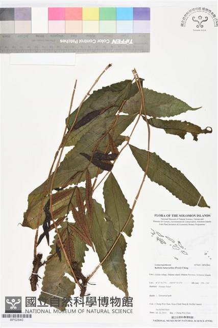 尾葉實蕨藏品圖，第1張