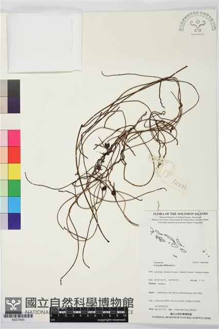無根草藏品圖，第1張