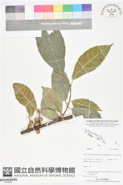 登錄號:BS06040藏品圖，第1張