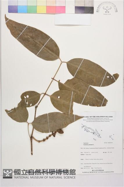 買麻樹藏品圖，第1張