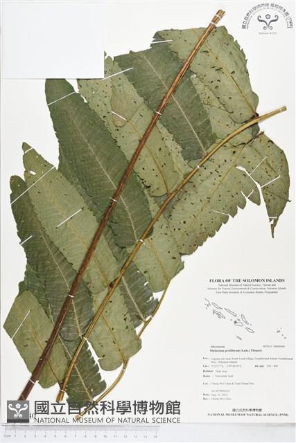 多生菜蕨藏品圖，第1張