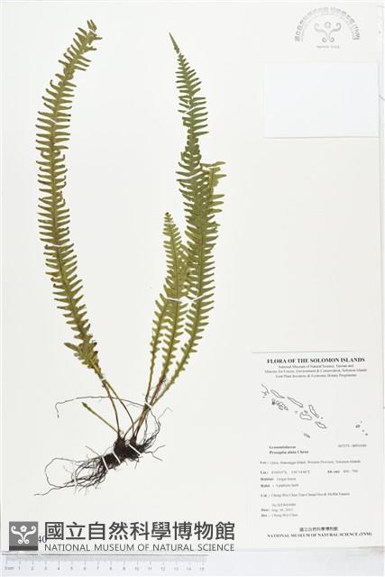 登錄號:BP01040藏品圖，第1張