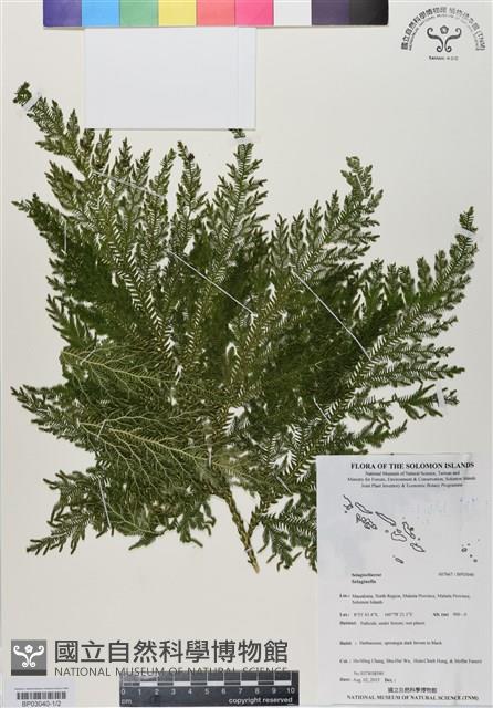 登錄號:BP03040藏品圖，第1張