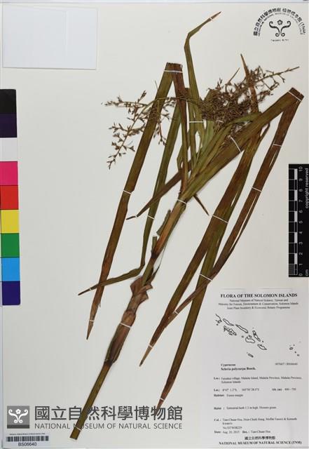 登錄號:BS06640藏品圖，第1張