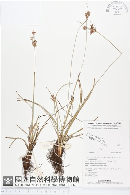 登錄號:BS02640藏品圖，第1張