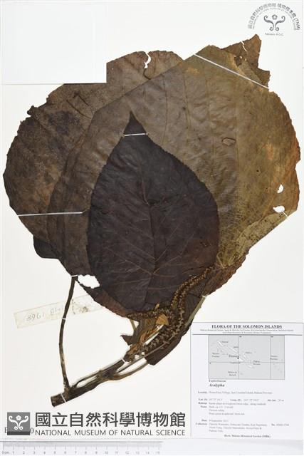 登錄號:BS01640藏品圖，第1張