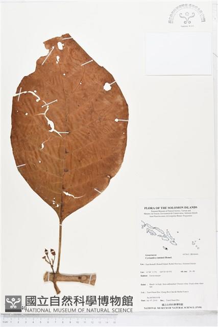 登錄號:BS04640藏品圖，第1張