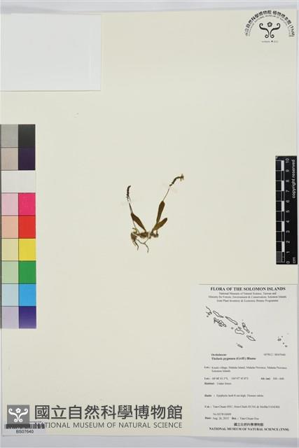 閉花八粉蘭藏品圖，第1張