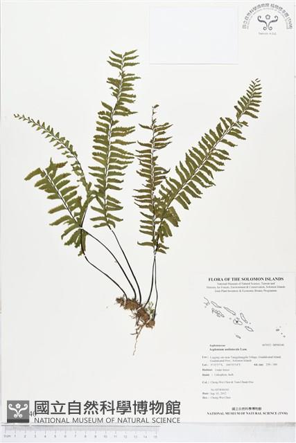 Accession Number:BP00140 Collection Image