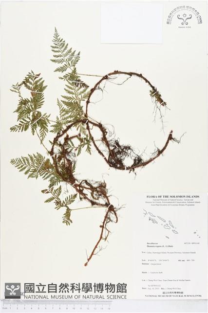 陰石蕨藏品圖，第1張