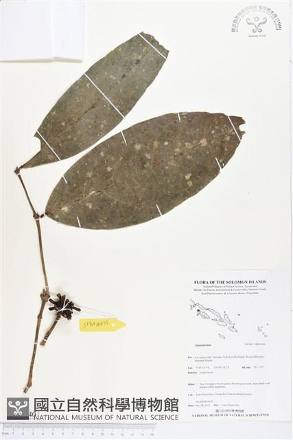 登錄號:BS04140藏品圖，第1張