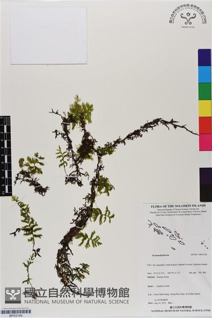 登錄號:BP03140藏品圖，第1張