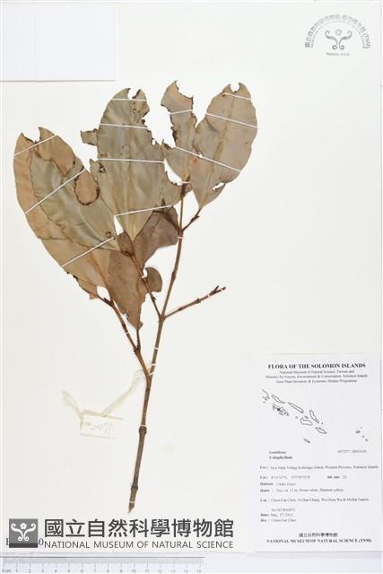 登錄號:BS03140藏品圖，第1張