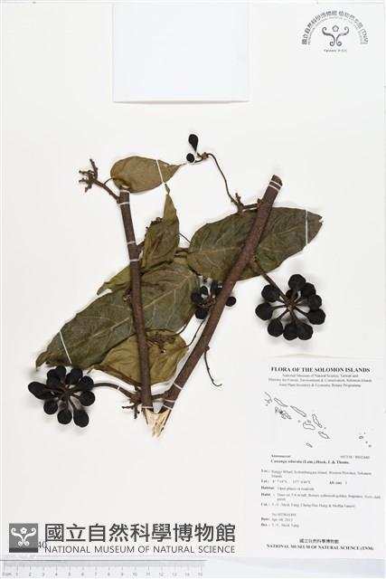 香水樹藏品圖，第1張