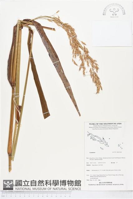 登錄號:BS05440藏品圖，第1張