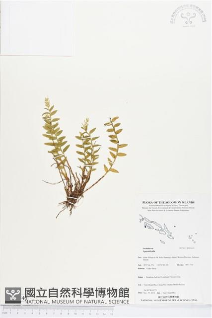 登錄號:BS04440藏品圖，第1張