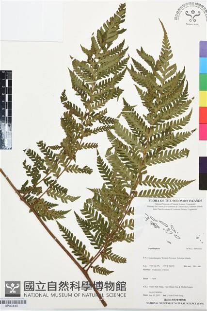 登錄號:BP03440藏品圖，第1張