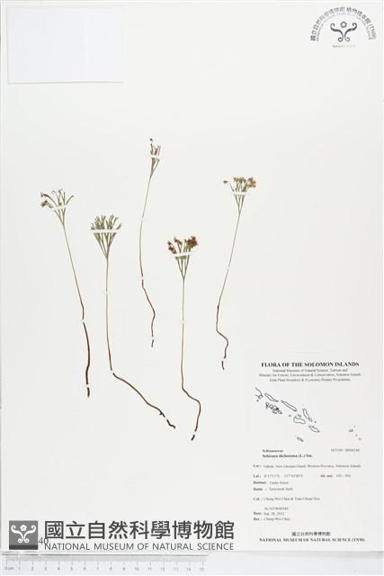 分枝莎草蕨藏品圖，第1張