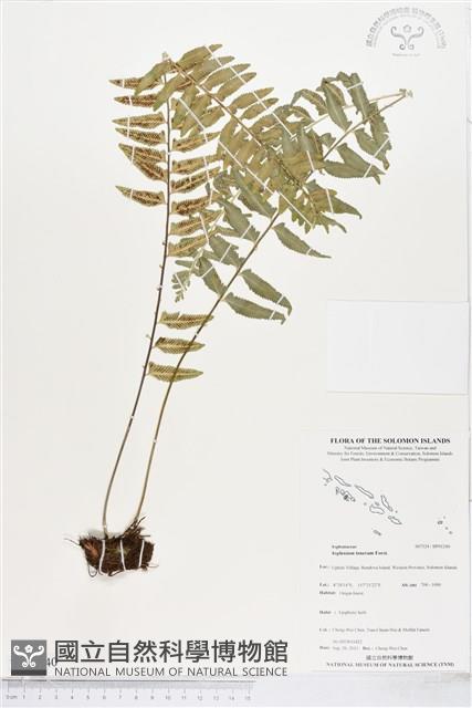 鈍齒鐵角蕨藏品圖，第1張