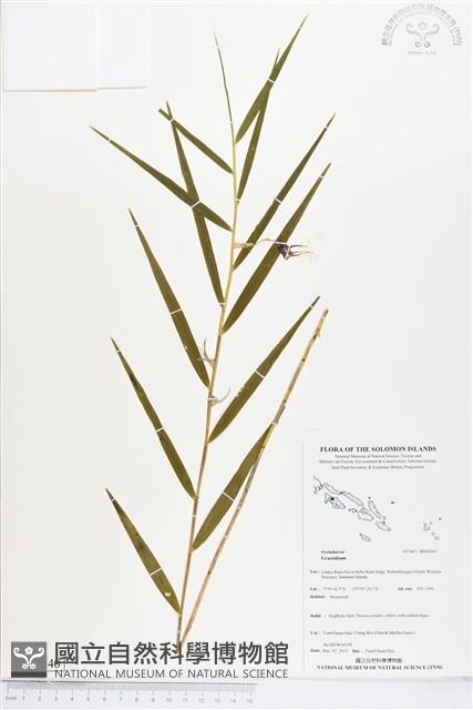 登錄號:BS04240藏品圖，第1張