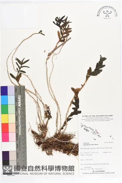 台灣竹葉蘭藏品圖，第1張