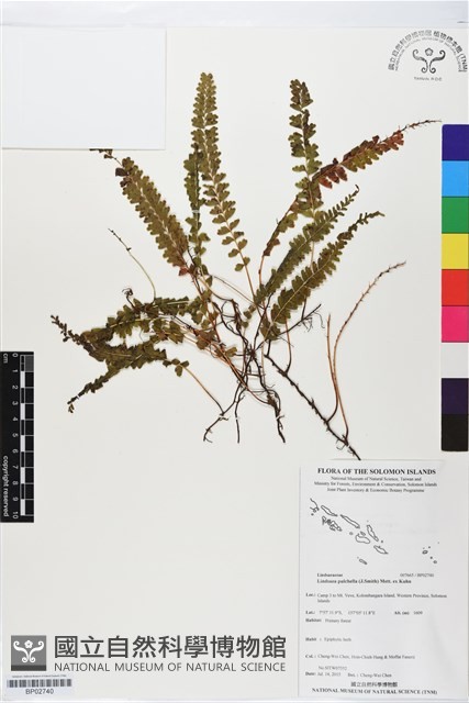 登錄號:BP02740藏品圖，第1張