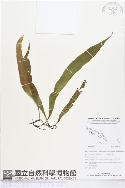 登錄號:BP00740藏品圖，第1張