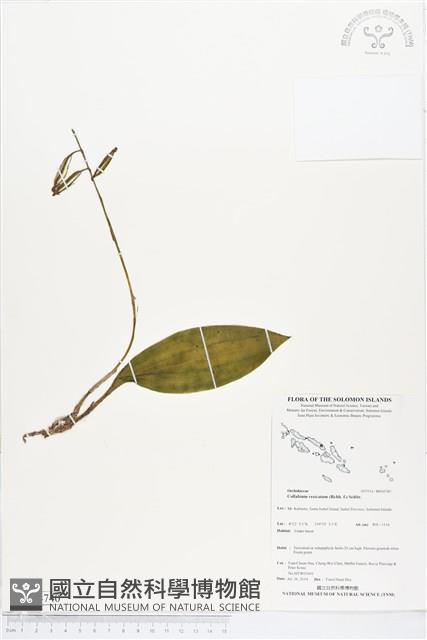 登錄號:BS04740藏品圖，第1張