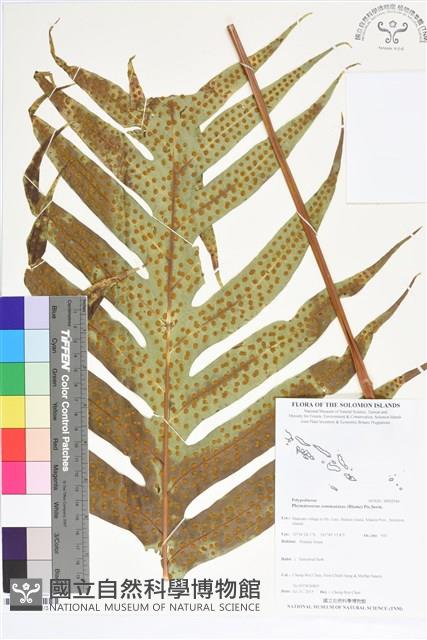登錄號:BP02540藏品圖，第1張